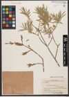 Foto von Salix wilhelmsiana M. Bieb.